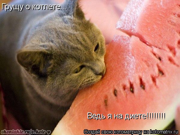 Котоматрица: Грущу о котлете... Ведь я на диете!!!!!!!!