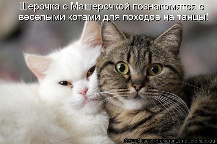 веселыми котами для походов на танцы! Шерочка с Машерочкой познакомятся с... Котоматрица: веселыми котами для походов на танцы! Шерочка с Машерочкой познакомятся с