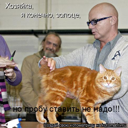 Хозяйка, я конечно, золоце, но пробу ставить не надо!!!... Котоматрица: Хозяйка, я конечно, золоце, но пробу ставить не надо!!!
