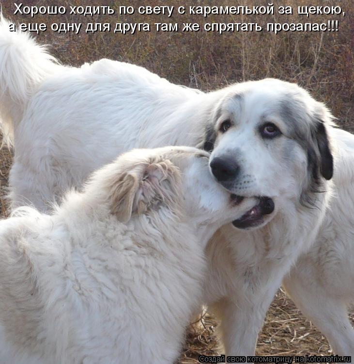 Хорошо ходить по свету с карамелькой за щекою, а еще одну для друга там же спрятать прозапас!!!... Котоматрица: Хорошо ходить по свету с карамелькой за щекою, а еще одну для друга там же спрятать прозапас!!!