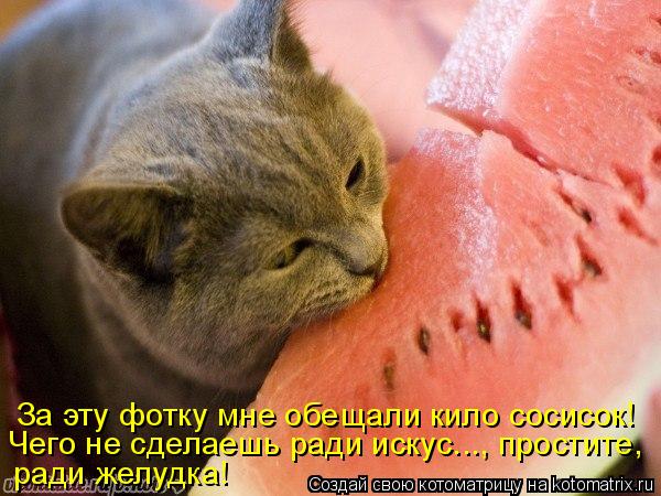 Чего не сделаешь ради искус..., простите, За эту фотку мне обещали кило сосисок! ради желудка!... Котоматрица: Чего не сделаешь ради искус..., простите, За эту фотку мне обещали кило сосисок! ради желудка!
