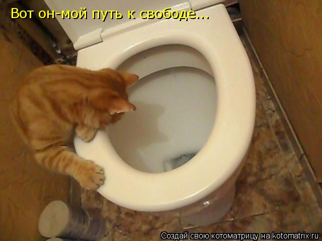 Вот он-мой путь к свободе...... Котоматрица: Вот он-мой путь к свободе...