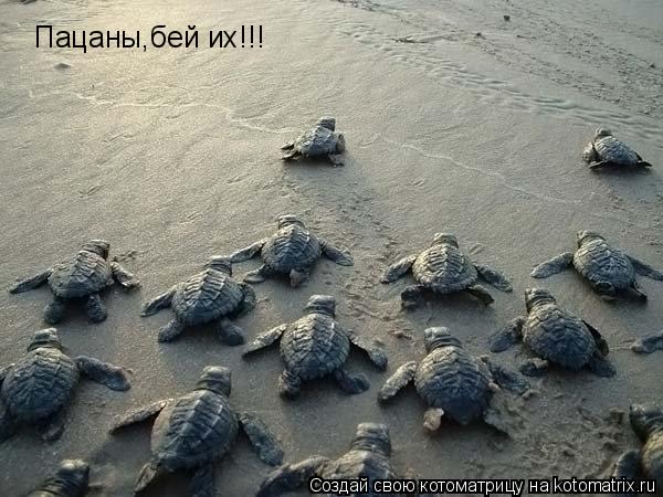 Пацаны,бей их!!!... Котоматрица: Пацаны,бей их!!!
