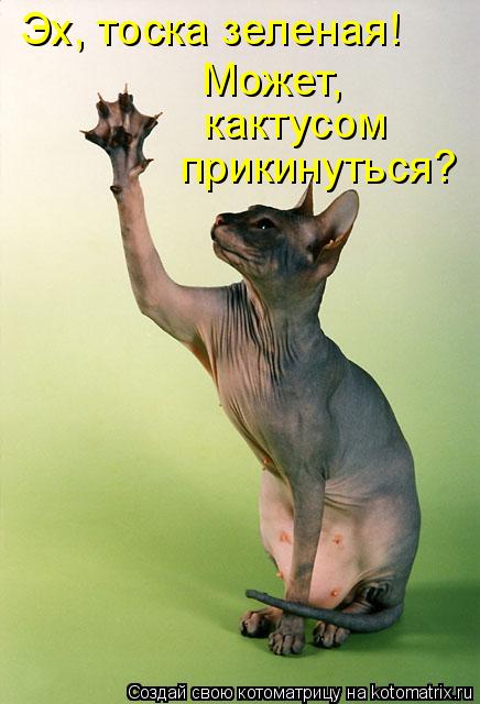 Эх, тоска зеленая! Может, кактусом прикинуться?... Котоматрица: Эх, тоска зеленая! Может, кактусом прикинуться?