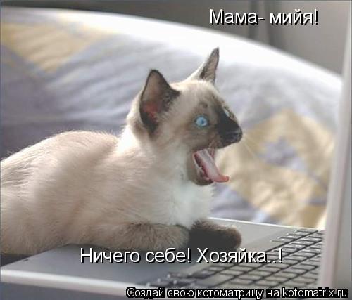 Мама- мийя! Ничего себе! Хозяйка..!... Котоматрица: Мама- мийя! Ничего себе! Хозяйка..!
