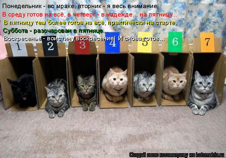 Понедельник - во мраке, вторник - я весь внимание, В среду готов на всё, в четверг - в надежде... на ... Котоматрица: Понедельник - во мраке, вторник - я весь внимание, В среду готов на всё, в четверг - в надежде... на пятницу... В пятницу тем более готов на всё, пр