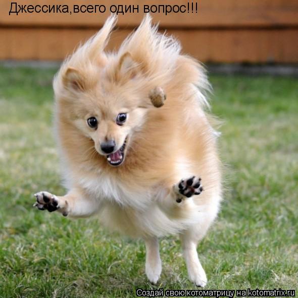 Джессика,всего один вопрос!!!... Котоматрица: Джессика,всего один вопрос!!!