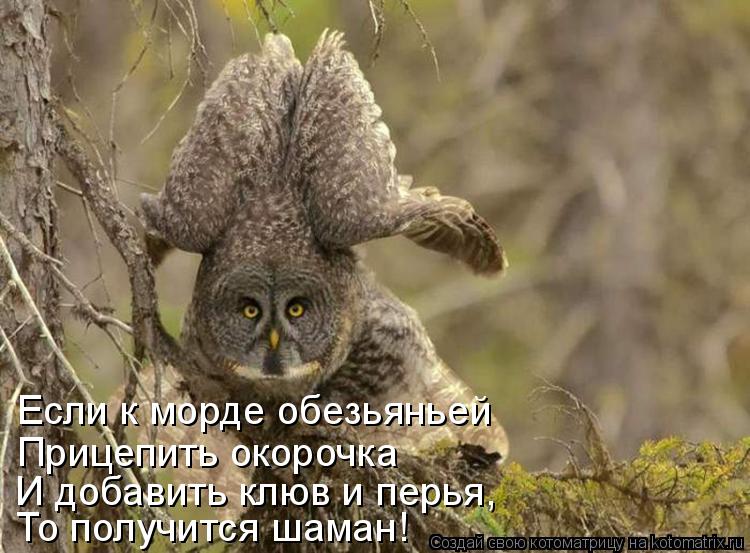 Если к морде обезьяньей Прицепить окорочка И добавить клюв и перья, То получится шаман!... Котоматрица: Если к морде обезьяньей Прицепить окорочка И добавить клюв и перья, То получится шаман!