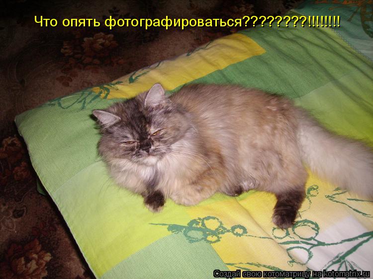 Что опять фотографироваться????????!!!!!!!!... Котоматрица: Что опять фотографироваться????????!!!!!!!!