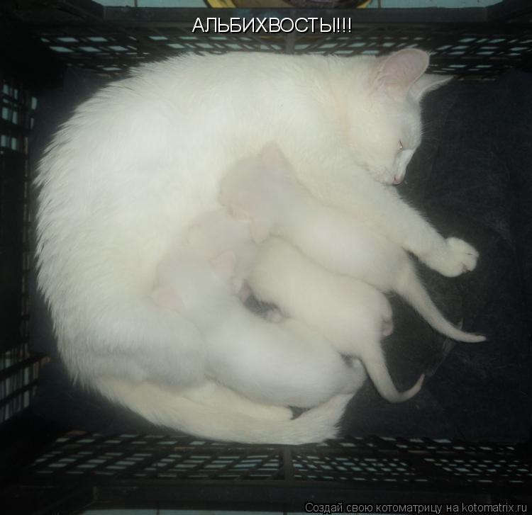 АЛЬБИХВОСТЫ!!!... Котоматрица: АЛЬБИХВОСТЫ!!!