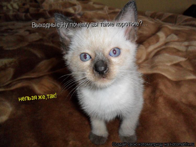 Выходные,Ну почему вы такие короткие?... нельзя же,так!... Котоматрица: Выходные,Ну почему вы такие короткие?... нельзя же,так!