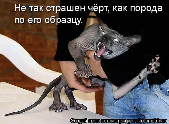 Котоматрица: Не так страшен чёрт, как порода по его образцу.