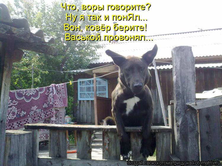 Васькой провонял... Вон, ковёр берите! Что, воры говорите? Ну я так и понЯл...... Котоматрица: Васькой провонял... Вон, ковёр берите! Что, воры говорите? Ну я так и понЯл...