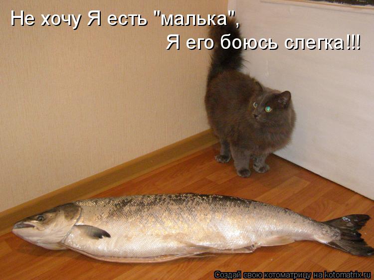 Не хочу Я есть "малька", Я его боюсь слегка!!!... Котоматрица: Не хочу Я есть "малька", Я его боюсь слегка!!!