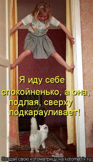 Котоматрица: Я иду себе спокойненько, а она,  подлая, сверху подкарауливает!