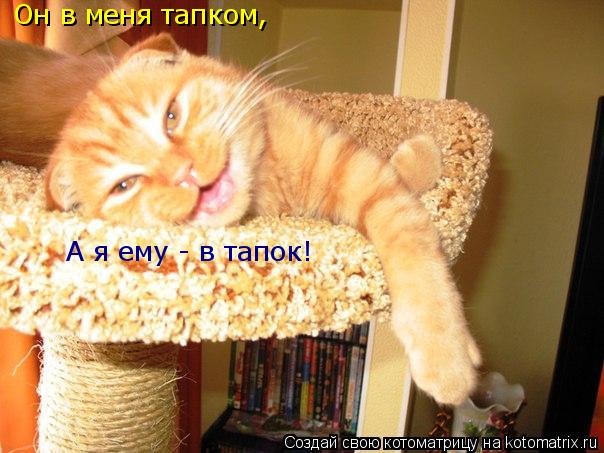 Он в меня тапком, А я ему - в тапок!... Котоматрица: Он в меня тапком, А я ему - в тапок!