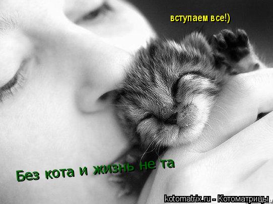 Без кота и жизнь не та вступаем все!)... Котоматрица: Без кота и жизнь не та вступаем все!)