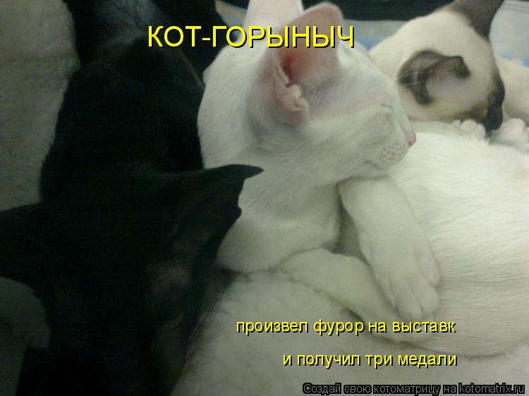 КОТ-ГОРЫНЫЧ произвел фурор на выставк и получил три медали... Котоматрица: КОТ-ГОРЫНЫЧ произвел фурор на выставк и получил три медали
