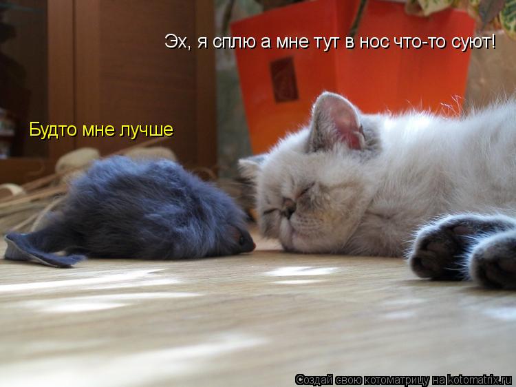 Эх, я сплю а мне тут в нос что-то суют! Будто мне лучше... Котоматрица: Эх, я сплю а мне тут в нос что-то суют! Будто мне лучше