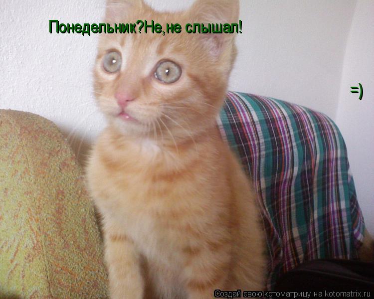 Понедельник?Не,не слышал! =)... Котоматрица: Понедельник?Не,не слышал! =)