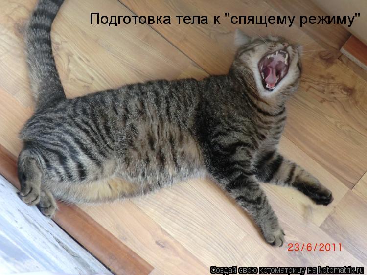 Подготовка тела к "спящему режиму"... Котоматрица: Подготовка тела к "спящему режиму"