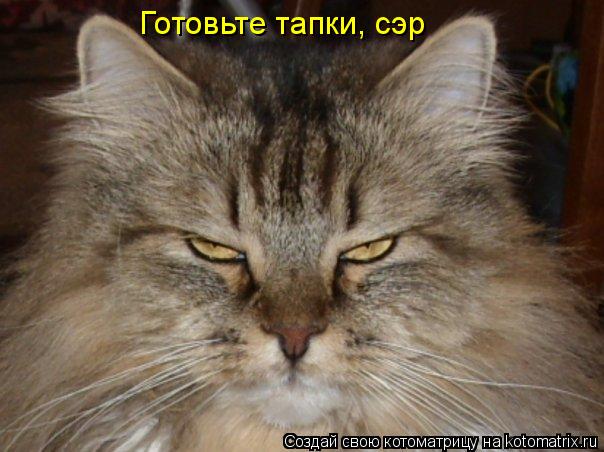 Котоматрица: Готовьте тапки, сэр