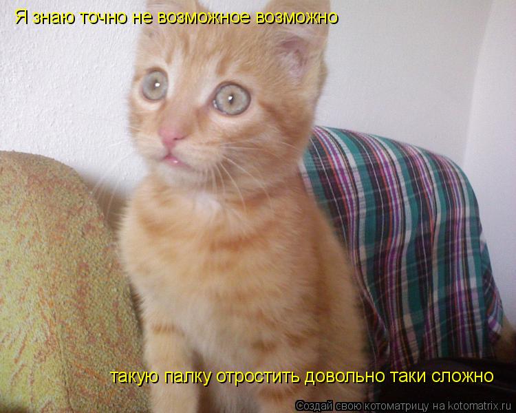 Котоматрица: Я знаю точно не возможное возможно  такую палку отростить довольно таки сложно
