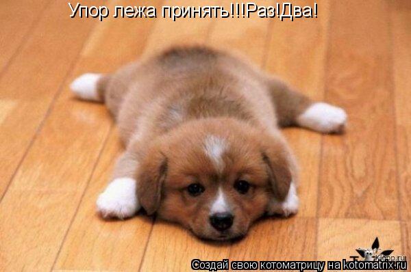 Котоматрица: Упор лежа принять!!!Раз!Два!