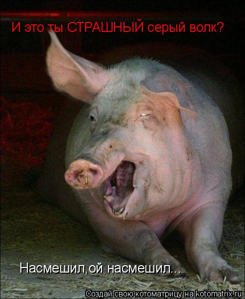 Котоматрица: И это ты СТРАШНЫЙ серый волк? Насмешил,ой насмешил...