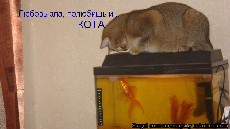 Котоматрица: Любовь зла, полюбишь и ... КОТА