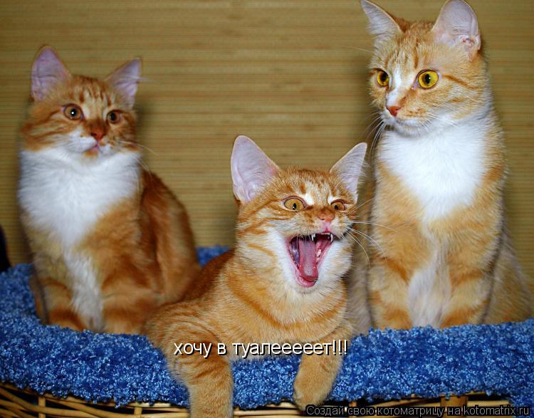Котоматрица: хочу в туалееееет!!!