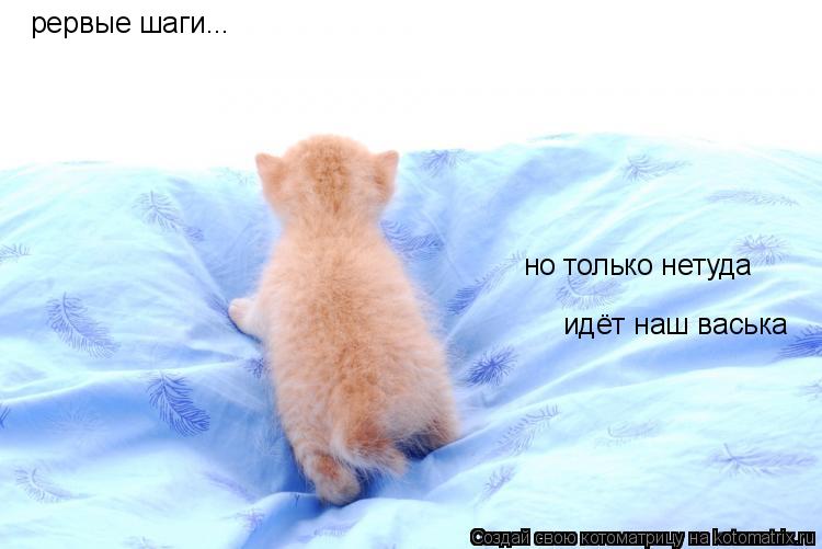 Котоматрица: рервые шаги... но только нетуда идёт наш васька