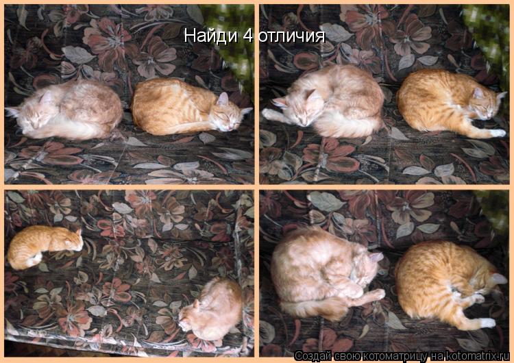 Котоматрица: Найди 4 отличия