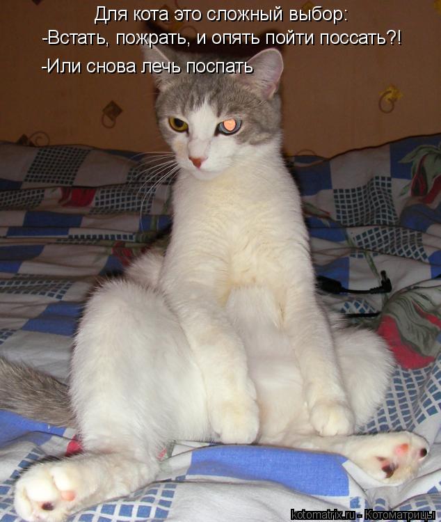 Для кота это сложный выбор: -Или снова лечь поспать -Встать, пожрать, и опять пойти поссать?!... Котоматрица: Для кота это сложный выбор: -Или снова лечь поспать -Встать, пожрать, и опять пойти поссать?!