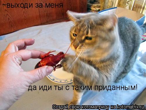 ~выходи за меня да иди ты с таким приданным!... Котоматрица: ~выходи за меня да иди ты с таким приданным!