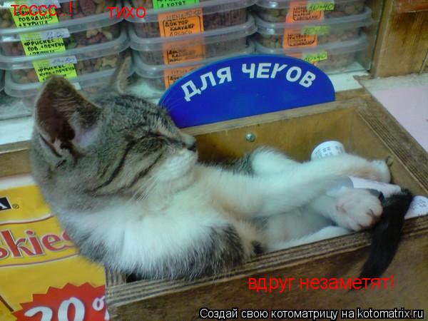 тсссс..! вдруг незаметят! тихо... Котоматрица: тсссс..! вдруг незаметят! тихо