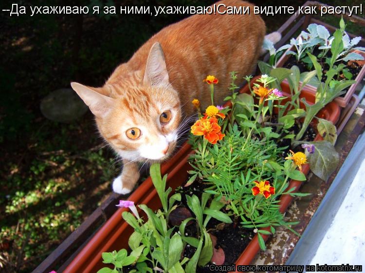 --Да ухаживаю я за ними,ухаживаю!Сами видите,как растут!... Котоматрица: --Да ухаживаю я за ними,ухаживаю!Сами видите,как растут!