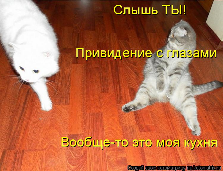 Слышь ТЫ! Привидение с глазами Вообще-то это моя кухня... Котоматрица: Слышь ТЫ! Привидение с глазами Вообще-то это моя кухня