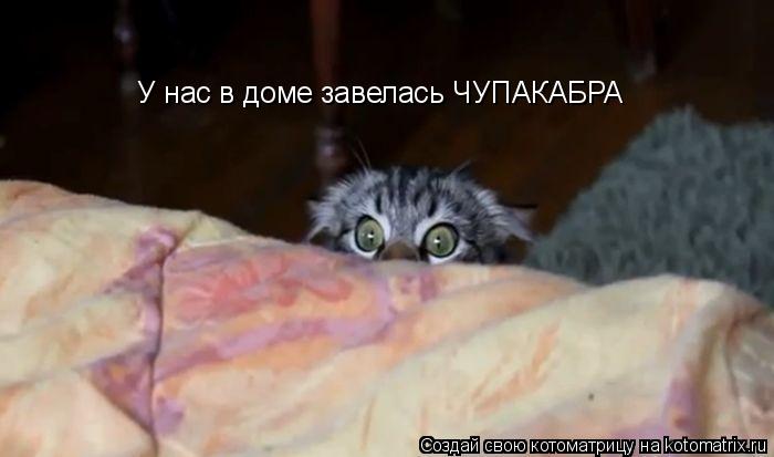 У нас в доме завелась ЧУПАКАБРА... Котоматрица: У нас в доме завелась ЧУПАКАБРА