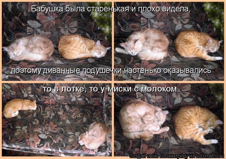 Бабушка была старенькая и плохо видела, поэтому диванные подушечки частенько оказывались то в лотке,... Котоматрица: Бабушка была старенькая и плохо видела, поэтому диванные подушечки частенько оказывались то в лотке, то у миски с молоком