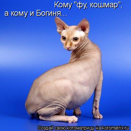 Кому "фу, кошмар", а кому и Богиня...... Котоматрица: Кому "фу, кошмар", а кому и Богиня...