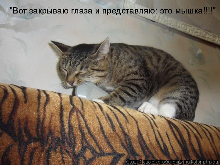 "Вот закрываю глаза и представляю: это мышка!!!!"... Котоматрица: "Вот закрываю глаза и представляю: это мышка!!!!"