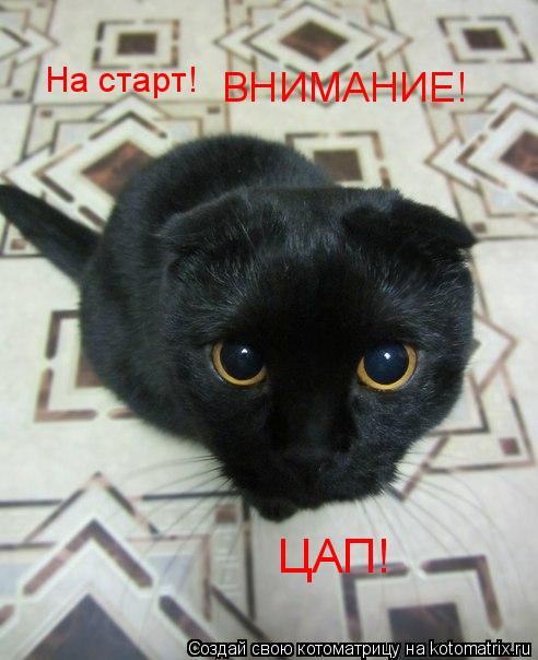 На старт! ВНИМАНИЕ! ЦАП!... Котоматрица: На старт! ВНИМАНИЕ! ЦАП!