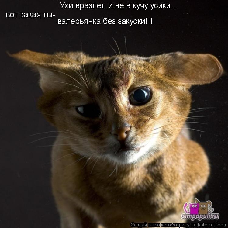 Ухи вразлет, и не в кучу усики... вот какая ты- валерьянка без закуски!!!... Котоматрица: Ухи вразлет, и не в кучу усики... вот какая ты- валерьянка без закуски!!!