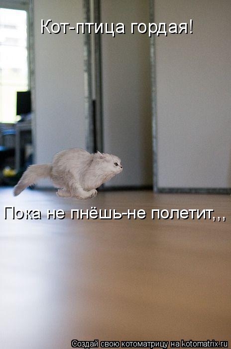 Кот-птица гордая! Пока не пнёшь-не полетит,,,... Котоматрица: Кот-птица гордая! Пока не пнёшь-не полетит,,,