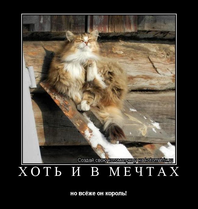хоть и в мечтах но всёже он король!... Котоматрица: хоть и в мечтах но всёже он король!