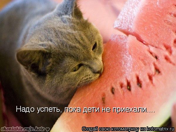 Надо успеть, пока дети не приехали....... Котоматрица: Надо успеть, пока дети не приехали....