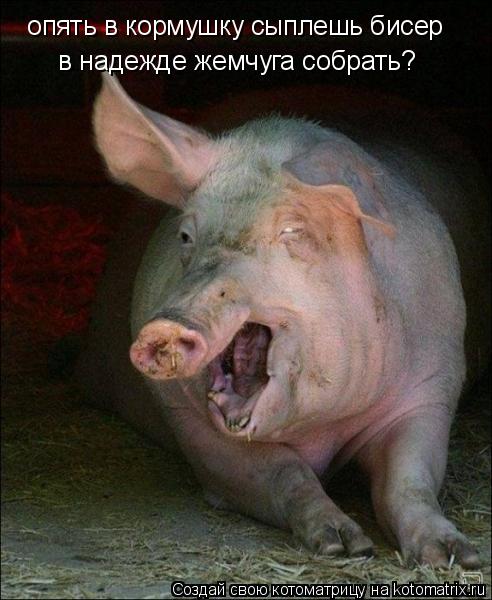 опять в кормушку сыплешь бисер в надежде жемчуга собрать?... Котоматрица: опять в кормушку сыплешь бисер в надежде жемчуга собрать?