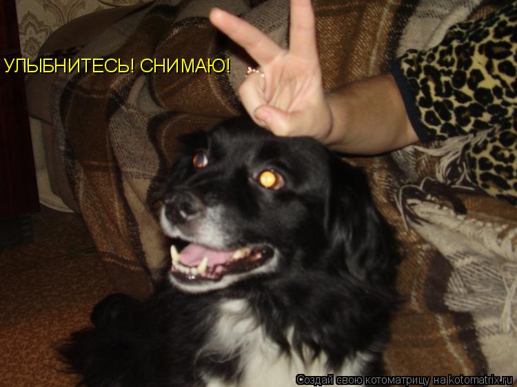 УЛЫБНИТЕСЬ! СНИМАЮ!... Котоматрица: УЛЫБНИТЕСЬ! СНИМАЮ!