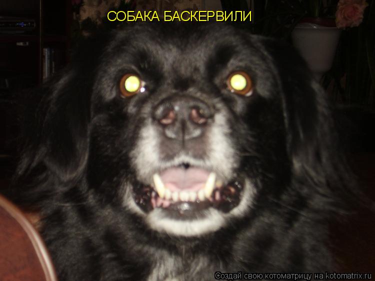 СОБАКА БАСКЕРВИЛИ... Котоматрица: СОБАКА БАСКЕРВИЛИ